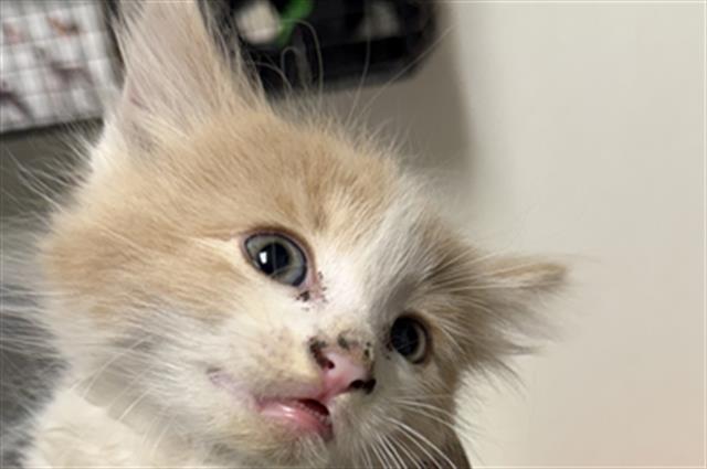 Shelter Stray Male Cat last seen Near BLOCK BALDWIN RD, BAKERSFIELD CA 93304, 3951 Fruitvale Ave, Bakersfield, CA 93308, USA