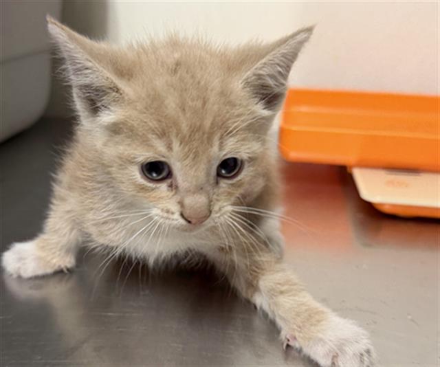 Shelter Stray Male Cat last seen Near BLOCK BALDWIN RD, BAKERSFIELD CA 93304, 3951 Fruitvale Ave, Bakersfield, CA 93308, USA