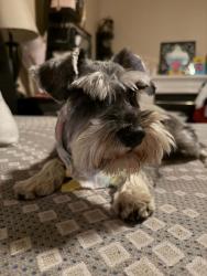 Lost Female Dog last seen Sumner & Pheasant Knoll EASTVALE CA , Eastvale, CA 92880
