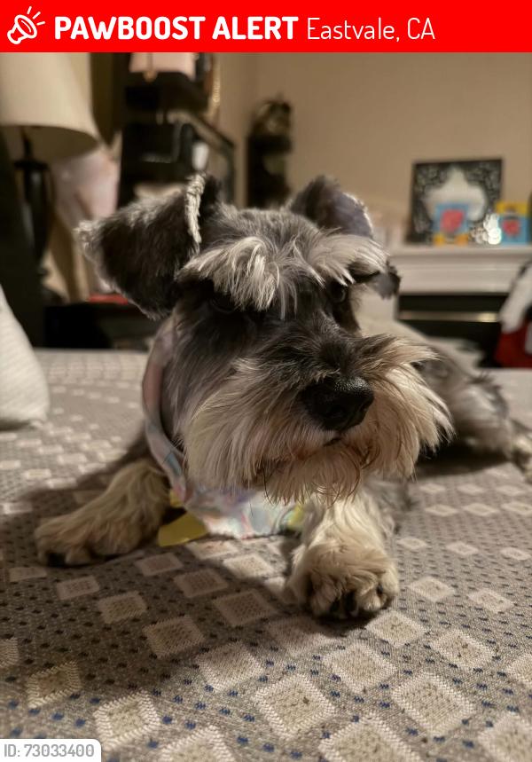 Lost Female Dog last seen Sumner & Pheasant Knoll EASTVALE CA , Eastvale, CA 92880
