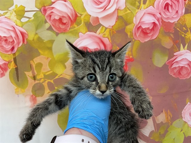 Shelter Stray Female Cat last seen W 30TH ST AND N STODDARD AVE, 333 Chandler Pl, San Bernardino, CA 92408, USA