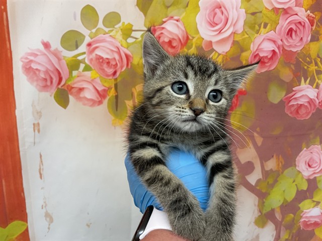 Shelter Stray Female Cat last seen W 30TH ST AND N STODDARD AVE, 333 Chandler Pl, San Bernardino, CA 92408, USA