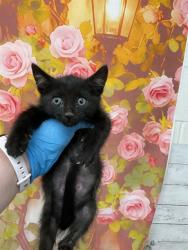 Shelter Stray Male Cat last seen W 30TH ST AND N STODDARD AVE, 333 Chandler Pl, San Bernardino, CA 92408, USA