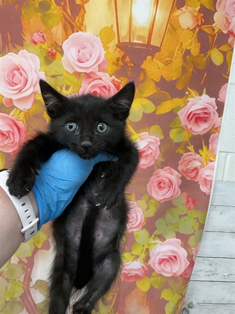 Shelter Stray Male Cat last seen W 30TH ST AND N STODDARD AVE, 333 Chandler Pl, San Bernardino, CA 92408, USA