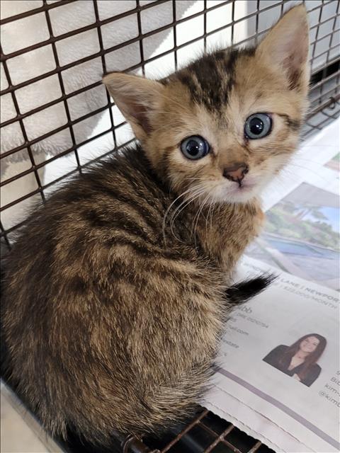 Shelter Stray Female Cat last seen , 957 N Gaffey St, San Pedro, CA 90731, USA