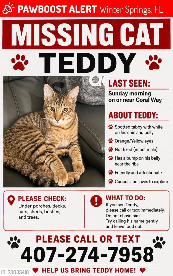 Lost Male Cat last seen Coral way , Winter Springs, FL 32708