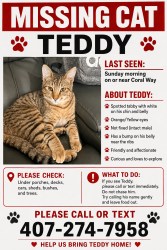 Lost Male Cat last seen Coral way , Winter Springs, FL 32708