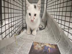 Shelter Stray Male Cat last seen , 11361 W Pico Blvd, Los Angeles, CA 90064, USA