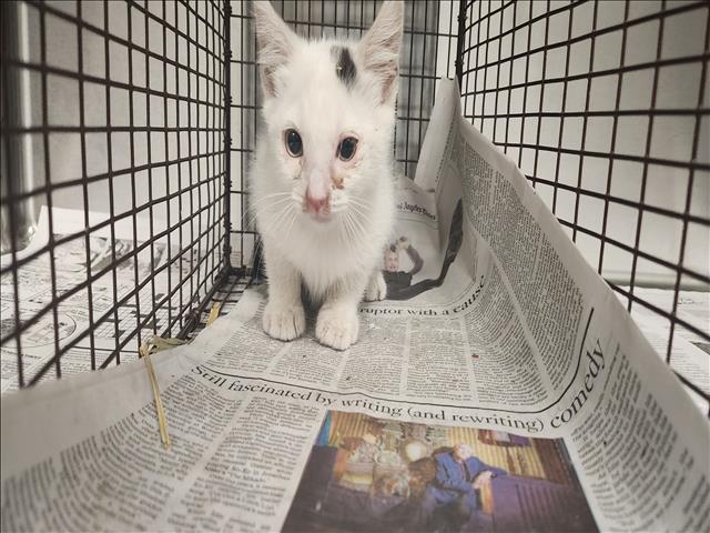 Shelter Stray Male Cat last seen , 11361 W Pico Blvd, Los Angeles, CA 90064, USA