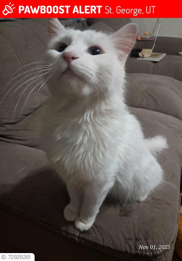 Lost Female Cat last seen Near E 4130 S, St. George, UT 84790