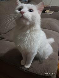 Lost Female Cat last seen Near E 4130 S, St. George, UT 84790