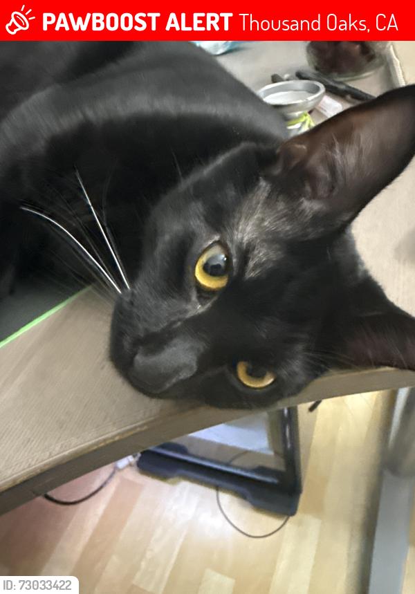Lost Male Cat last seen Erbes, Thousand Oaks, CA 91362
