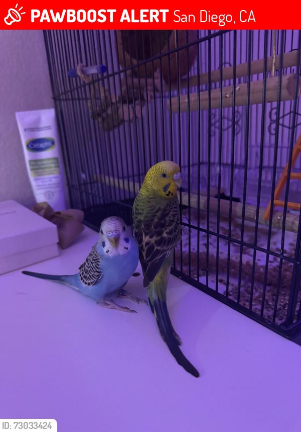 Lost Unknown Bird last seen Eaves apmts, San Diego, CA 92129