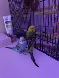 Lost Unknown Bird last seen Eaves apmts, San Diego, CA 92129