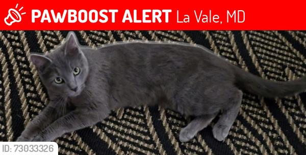 Lost Female Cat last seen Best Western, 1268 national Highway, LaVale MD, La Vale, MD 21502