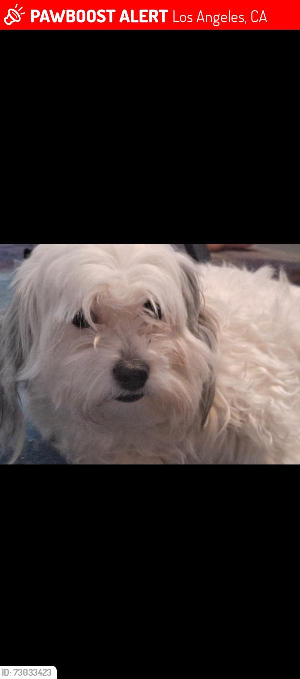 Lost Female Dog last seen Balboa and ruffner, Los Angeles, CA 91344