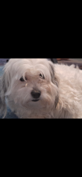 Lost Female Dog last seen Balboa and ruffner, Los Angeles, CA 91344