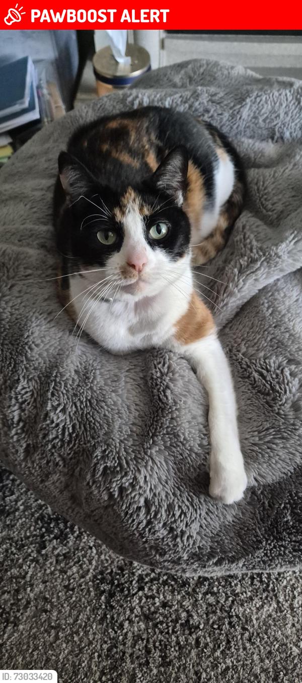 Lost Female Cat last seen pype hays park , West Midlands, England B24