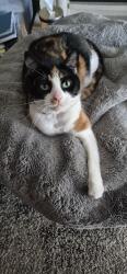 Lost Female Cat last seen pype hays park , West Midlands, England B24