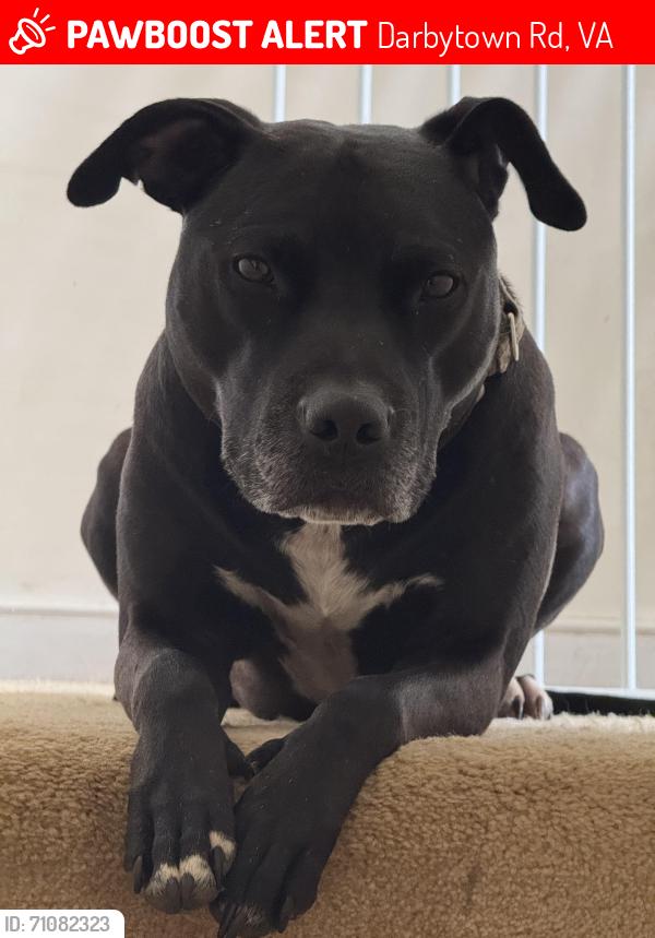 Lost Male Dog last seen Midview Oakland Chase, Darbytown Rd, VA 23231