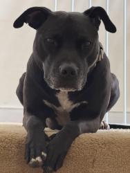 Lost Male Dog last seen Midview Oakland Chase, Darbytown Rd, VA 23231