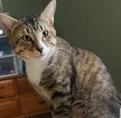 Lost Male Cat last seen Not sure bc he was Kittynapped from his home , Orange County, CA 92606