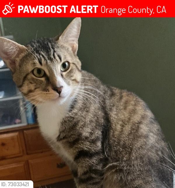 Lost Male Cat last seen Not sure bc he was Kittynapped from his home , Orange County, CA 92606