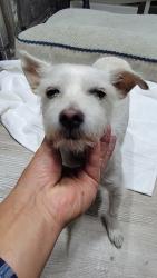 Reunited Female Dog last seen Kaiser  ave, Fontana, CA , Fontana, CA 92335