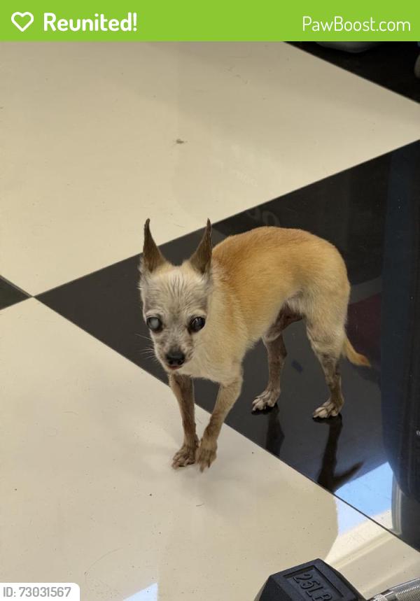 Reunited Male Dog last seen Near Buttonwood Dr, Brea, CA 92821, USA, Brea, CA 92821