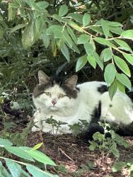 Found/Stray Unknown Cat last seen Church Street Notrtb, Greater London, England E15 4DA