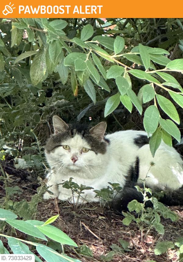 Found/Stray Unknown Cat last seen Church Street Notrtb, Greater London, England E15 4DA