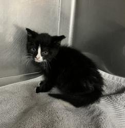 Shelter Stray Female Cat last seen , West Valley Animal Shelter, 20655 Plummer St, Chatsworth, CA 91311, USA