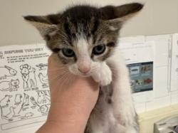 Shelter Stray Female Cat last seen , West Valley Animal Shelter, 20655 Plummer St, Chatsworth, CA 91311, USA
