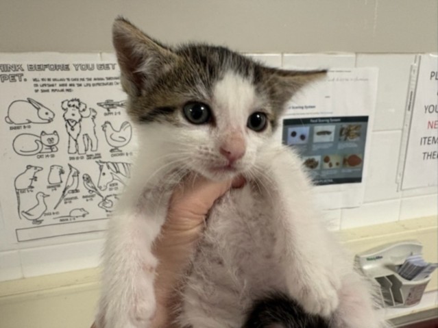 Shelter Stray Female Cat last seen , West Valley Animal Shelter, 20655 Plummer St, Chatsworth, CA 91311, USA