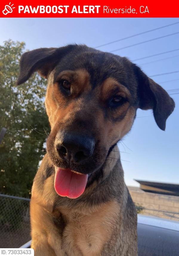 Lost Female Dog last seen 9th st riverside ca 92507, Riverside, CA 92502