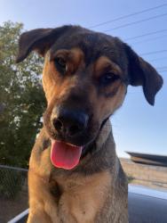 Lost Female Dog last seen 9th st riverside ca 92507, Riverside, CA 92502