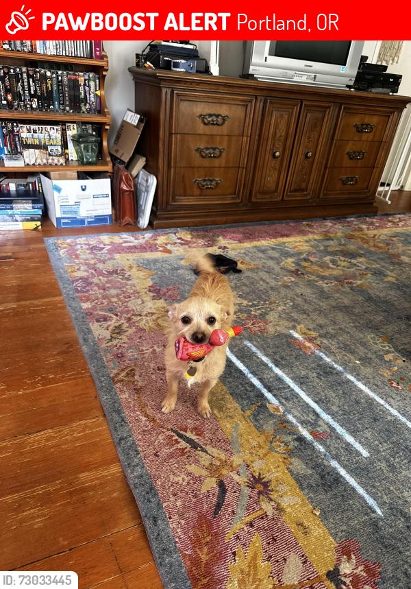Lost Male Dog last seen 25th and yamhill, Portland, OR 97214