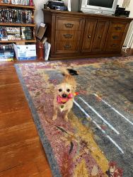 Lost Male Dog last seen 25th and yamhill, Portland, OR 97214