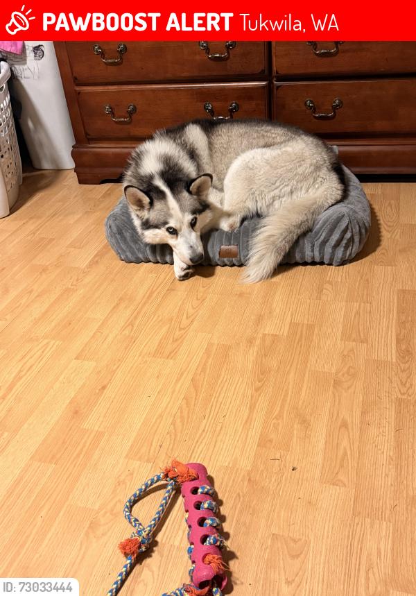 Lost Male Dog last seen 133rd st tukwilla, Wa 98168, Tukwila, WA 98168