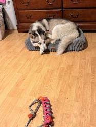 Lost Male Dog last seen 133rd st tukwilla, Wa 98168, Tukwila, WA 98168