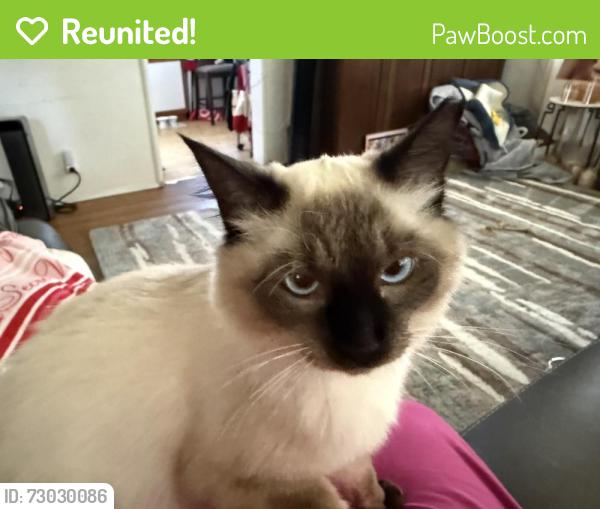 Reunited Male Cat last seen Between Rosemead and Michillinda , Pasadena, CA 91107