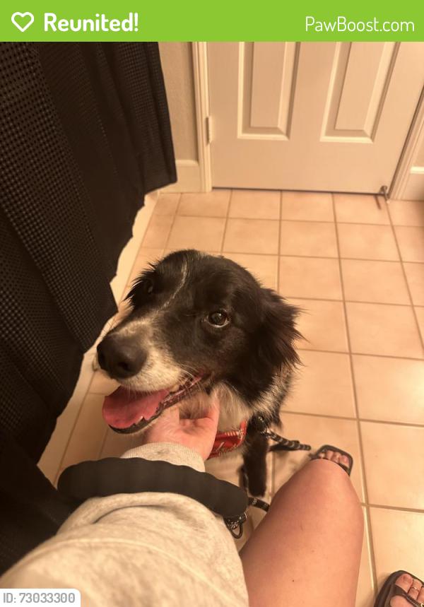 Reunited Male Dog last seen Avenida compadres , Chino Hills, CA 91709