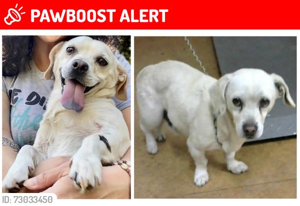 Lost Male Dog last seen 42nd Street and Sierra Vista , Fruitridge Pocket, CA 95820