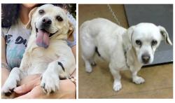 Lost Male Dog last seen 42nd Street and Sierra Vista , Fruitridge Pocket, CA 95820