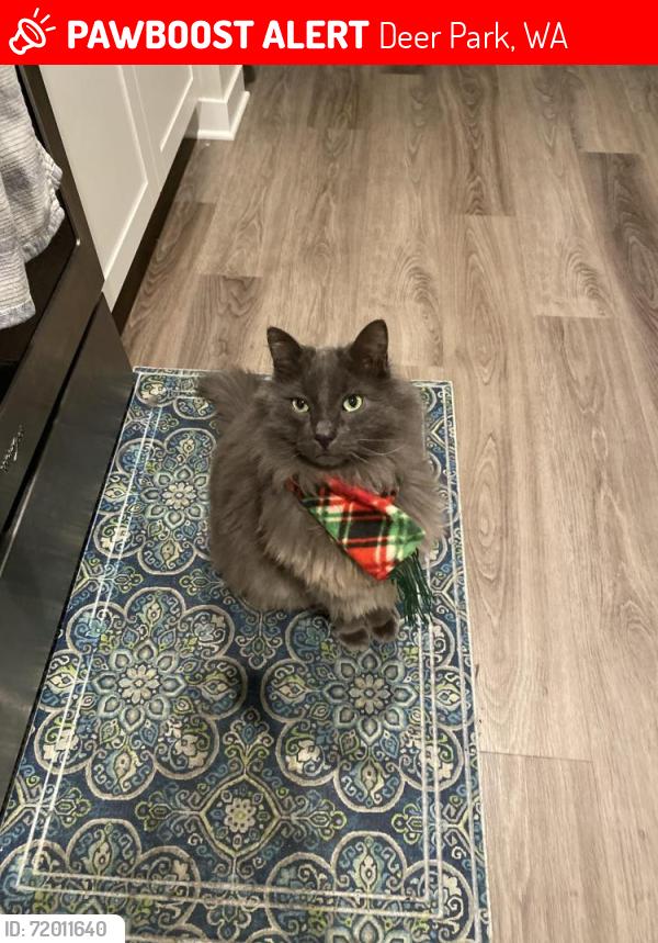 Lost Female Cat last seen Near E F St Deer Park WA 99006, Deer Park, WA 99006