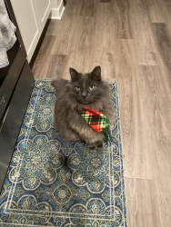 Lost Female Cat last seen Near E F St Deer Park WA 99006, Deer Park, WA 99006