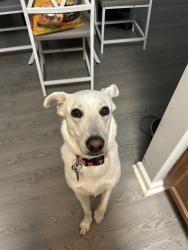 Lost Female Dog last seen Westbrook RD/ E Houston DR by Christopher tire , Union City, GA 30291