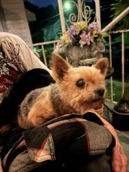 Found/Stray Female Dog last seen Latonia Kroger, Covington, KY 41015