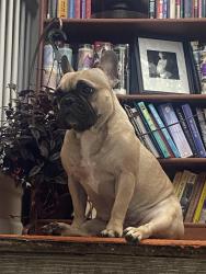 Lost Female Dog last seen 117th and chambers, Brighton, CO 80603