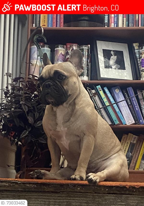 Lost Female Dog last seen 117th and chambers, Brighton, CO 80603